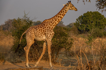 Giraffe walking in the wild, profile view