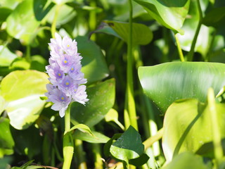 Violet color water hyacinth, genus Eichhornia, Eichhornia crassipes  the flower bouquet is delicate petals beautiful in nature background