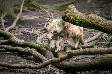 Eurasian wolf in a controlled enviroment