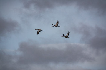 Three cranes flying with open wings, bottom view