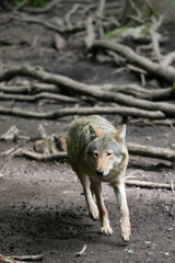 Eurasian wolf in a controlled enviroment