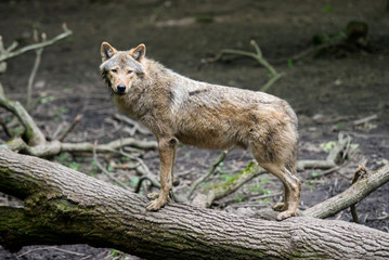 Naklejka na ściany i meble Eurasian wolf in a controlled enviroment