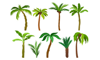 Green Palm Trees Collection, Tropical Forest, Landscape Design Element Vector Illustration
