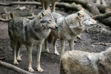 Naklejka na ściany i meble Eurasian wolves in a controlled enviroment