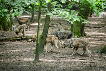 Eurasian wolves in a controlled enviroment