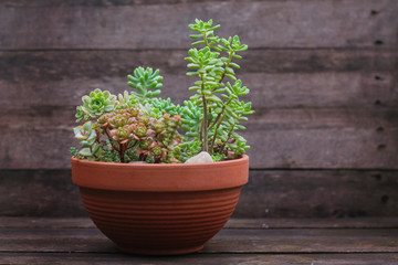 set of different succulents in ceramic pot on a wooden background
