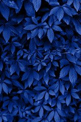 Natural classic blue background leaves of decorative bush grapes. The color of the year 2020.