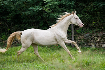 Akhal Teke at gallop