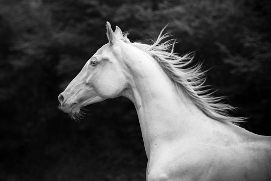 Black and white portrait of an Akhal Teke at gallop