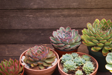 set of different succulents on a wooden background
