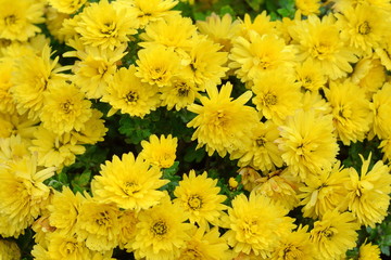 A close up photo of a bunch of yellow chrysanthemum flowers. Chrysanthemum pattern in flowers park. Cluster of yellow chrysanthemum flowers.