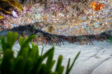 Lobsters colony sitting on send hiding in a cave under the rock