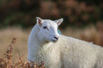 Sheep on the moors