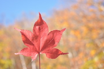 Red maple leaf in autumn season on blurred background and blue sky, holiday concept.