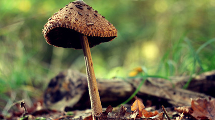 Large parasol mushroom surrounded by grass and autumn leaves