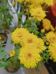 yellow flowers in the garden