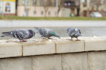 Pigeons feed on bread crumbs on the parapet of the city promenade.2.