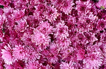 A close up photo of a bunch of pink chrysanthemum flowers. Chrysanthemum pattern in flowers park. Cluster of pink purple chrysanthemum flowers.