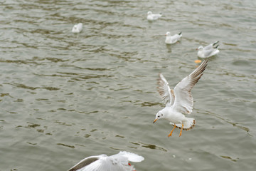 Seagull over the water.