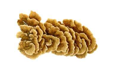 Trametes versicolor, also known as coriolus versicolor and polyporus versicolor mushroom, the best natural cure for cancer