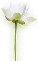 lotus blanc