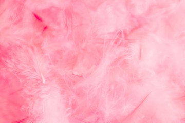 Beautiful abstract colorful white and pink feathers on white background and soft white purple feather texture on white pattern