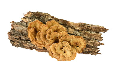 Trametes versicolor, also known as coriolus versicolor and polyporus versicolor mushroom, the best natural cure for cancer