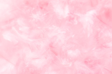 Fototapeta premium Beautiful abstract colorful white and pink feathers on white background and soft white purple feather texture on white pattern