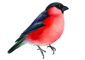 Fototapeta premium watercolor illustration, painting, Christmas and New Year's card, print, poster, congratulation, bullfinch bird on an isolated white background.