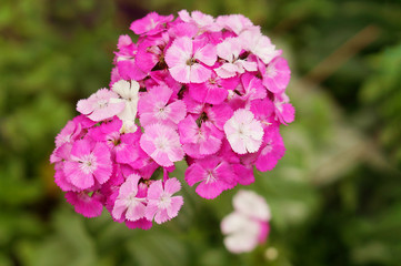 Dianthus barbatus or sweet William flowering plant in the carnation family. Pink and white flowers on one flower head. Popular ornamental garden plant