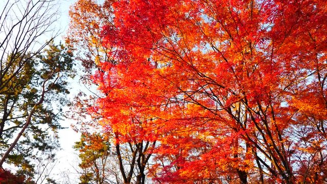 colorful maple leaves in south korea 
asian country seasonal maple during Autumn