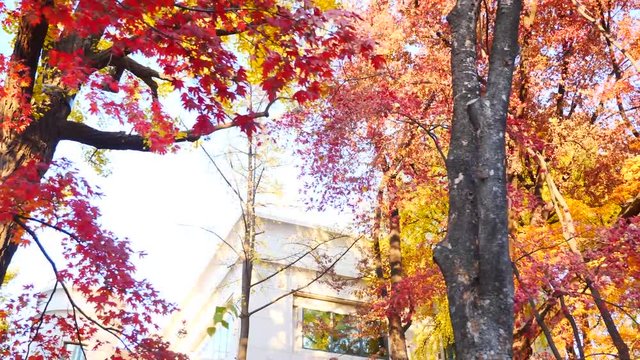 colorful maple leaves in south korea 
asian country seasonal maple during Autumn