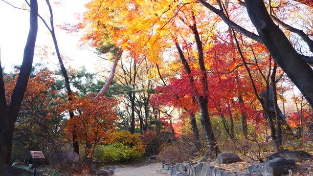 colorful maple leaves in south korea 
asian country seasonal maple during Autumn
