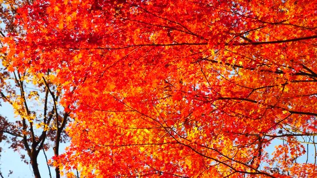 colorful maple leaves in south korea 
asian country seasonal maple during Autumn