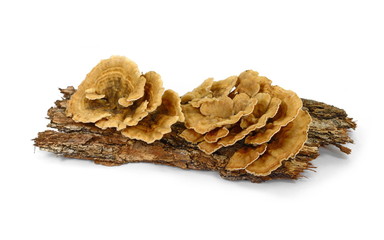 Trametes versicolor, also known as coriolus versicolor and polyporus versicolor mushroom, the best...