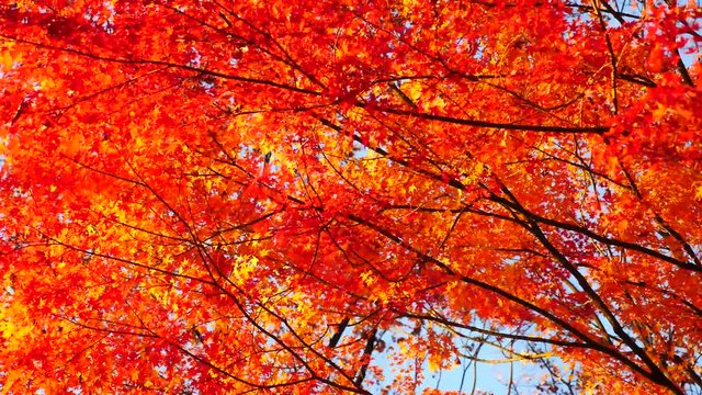 colorful maple leaves in south korea 
asian country seasonal maple during Autumn
