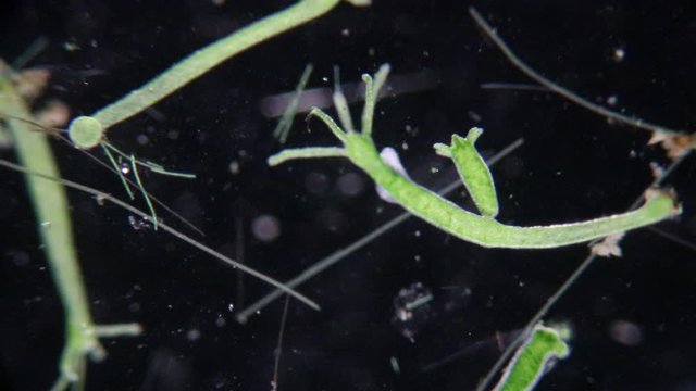 Hydra is a genus of small, fresh-water animals of the phylum Cnidaria and class Hydrozoa under the microscope for education.