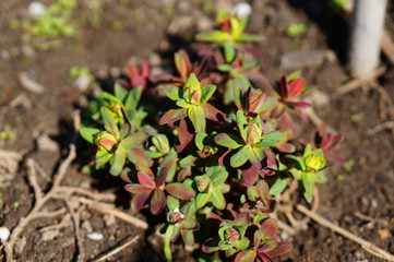 Bright Purple leaves of Wood spurge Purpurea - Latin name - Euphorbia amygdaloides Purpurea - in the early spring garden. Spring sprouts in Selective focus