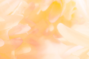 Beautiful abstract color orange pink and white flowers background and pink flower frame and white and pink leaves texture background 
