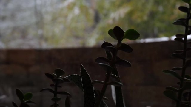 First snowfall of the year lightly falling over pine trees as seen from a basement window with plant in the foreground in focus.