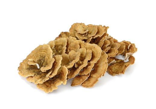 Trametes versicolor, also known as coriolus versicolor and polyporus versicolor mushroom, the best natural cure for cancer