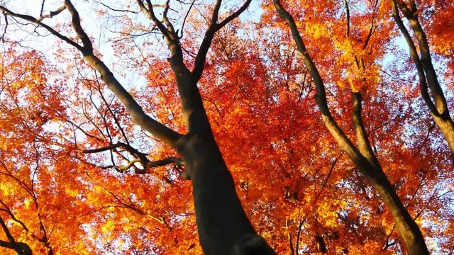 colorful maple leaves in south korea 
asian country seasonal maple during Autumn
