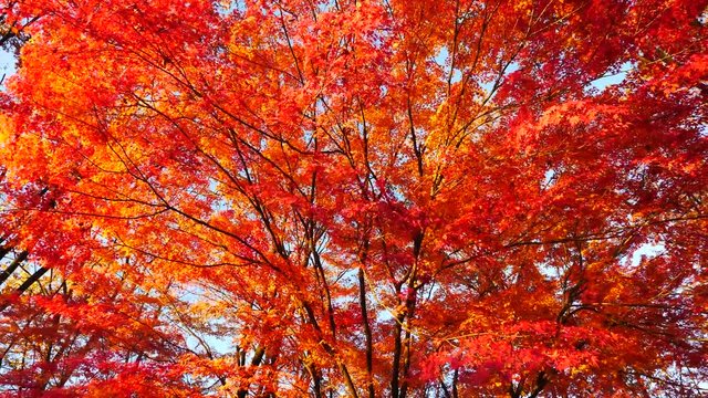 colorful maple leaves in south korea 
asian country seasonal maple during Autumn