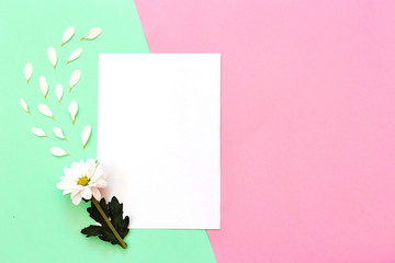 White chrysanthemum with copy space on a green and pink background