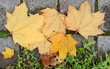 Fallen Autumn Leaves on the grass