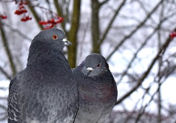 loving couple of pigeons on the background of bare trees