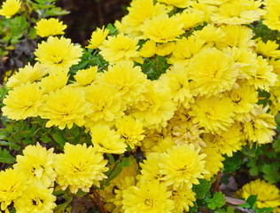 A close up photo of a bunch of yellow chrysanthemum flowers. Chrysanthemum pattern in flowers park. Cluster of yellow chrysanthemum flowers.