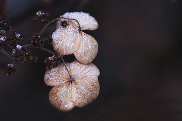 Dry and wilted flowers and leaves with frost