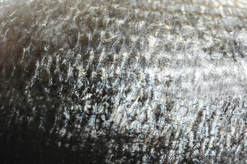 Raw dorada fish scale as background, closeup © New Africa