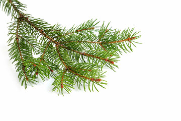 This is a natural sprig of spruce isolated on a white background. Suitable for collage, banner making and any New Year and Christmas design.